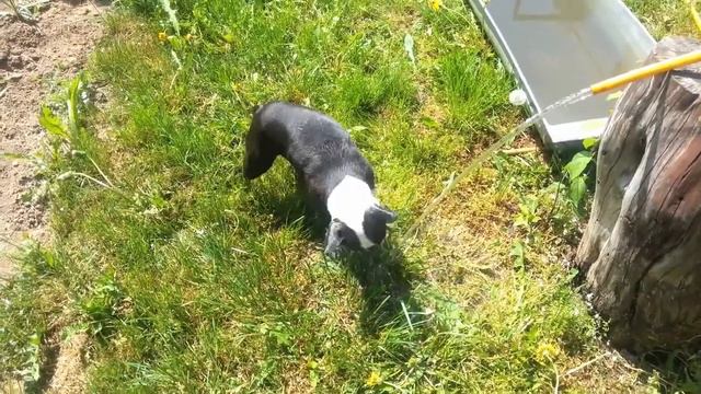 Занимательный бостон-терьер. смотреть онлайн