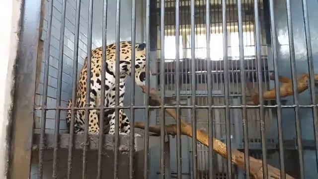 Просто ягуар смотреть онлайн