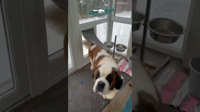Дверь для крупных собак Petsafe Extreme Weather XL смотреть онлайн