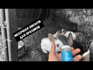 МОЛОЧНАЯ КИСЛОТА ДЛЯ КРОЛИКОВ/ПРОФИЛАКТИКА ДЛЯ КРОЛИКОВ ОСЕНЬЮ