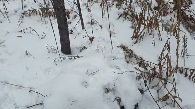 Охота на куницу. С лайками Р.Е.Л и Карелкой смотреть онлайн