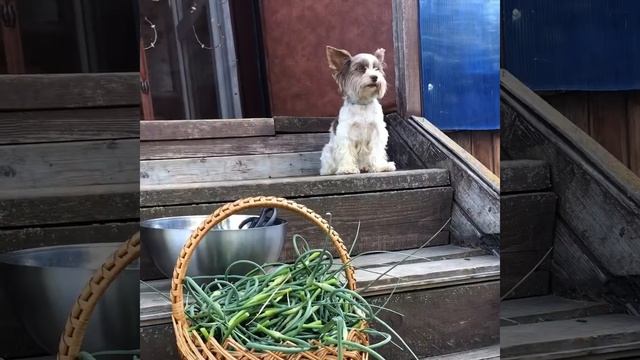 Чесночные стрелки. Готовим на зиму заправку из стрелок чесночка. Вкусно и полезно ?? смотреть онлайн