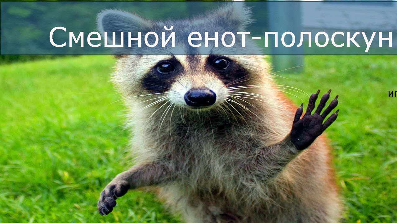 До слёз смешные еноты - смотреть видео приколов ... смотреть онлайн