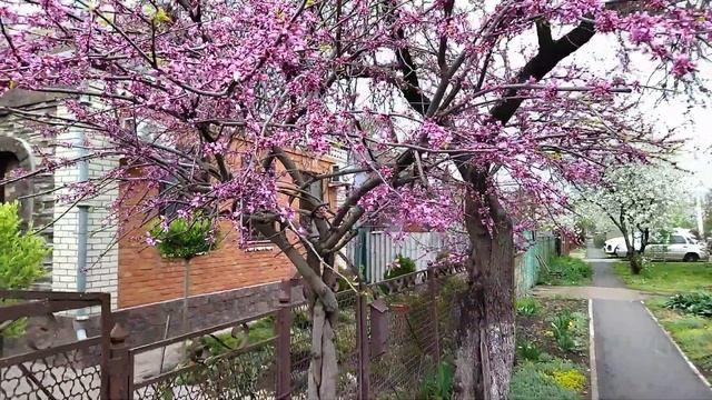 20.04.2022. Россия. Краснодарский край. Багрянник смотреть онлайн