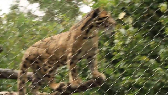 Clouded leopard(Neofelis nebulosa) смотреть онлайн