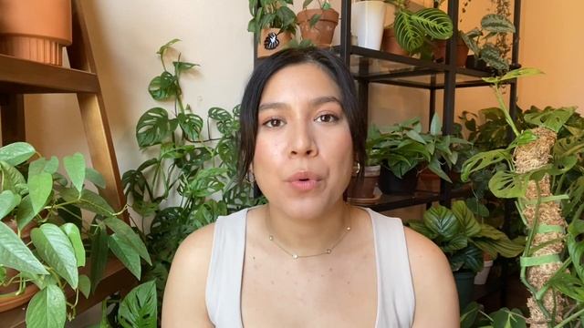 How To Care For Monstera Adansonii | Yellow leaves? смотреть онлайн