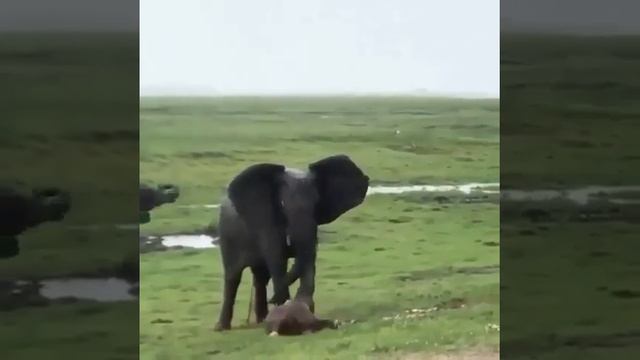 Слониха родила слонёнка/ the elephant gave birth to an elephant смотреть онлайн