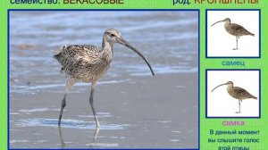 Кроншнеп. Голоса птиц
