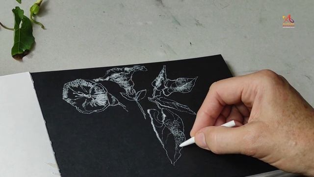 Calystegia silvatica - Гигантский вьюнок - графическая иллюстрация смотреть онлайн