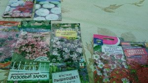 Сажаю многолетники семенами в июне-июле.