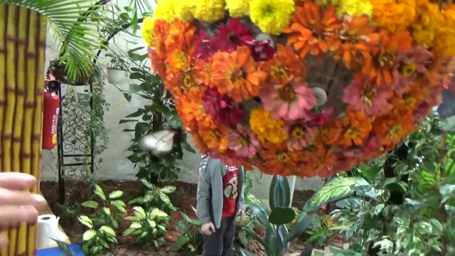 День Рождения Кати Дубаи День #5 катаемся на розовом лимузине Парк Бабочек Dubai смотреть онлайн