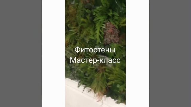 Фитостена из стабилизированных растений . Искусственные растения и стабилизированный мох для дома. смотреть онлайн