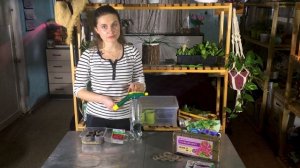 Посев петунии. Простой способ выращивания петунии. Посев семян петунии на рассаду.