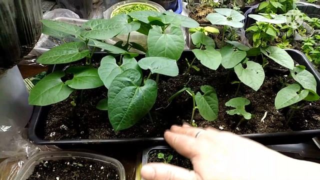 ДОЛИХОС (гиацинтовые бобы).11 апреля .Прошло 12 дней после посадки бобов.