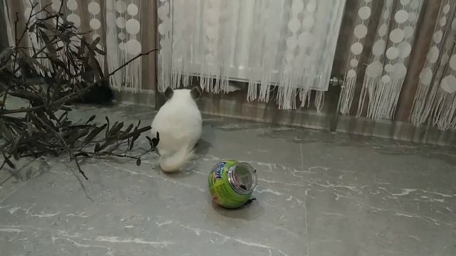 Рассасывание беременности у шиншилл. смотреть онлайн