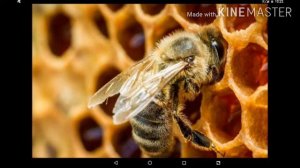 Пчёлы.Клип"Пчеловод"