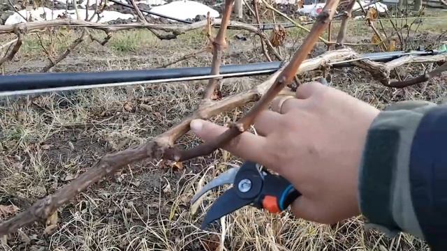 Обрезка двухлетних и трехлетних кустов винограда. смотреть онлайн