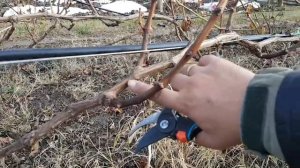 Обрезка двухлетних и трехлетних кустов винограда.