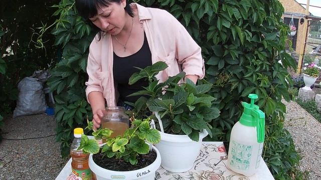 Хлороз у гортензии смотреть онлайн