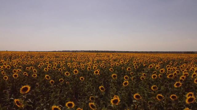 Dji Mavic mini Поле подсолнухов смотреть онлайн