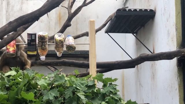 показательное кормление гамадрил смотреть онлайн