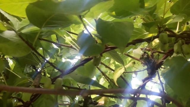 Актинидия. Дальневосточная лиана смотреть онлайн