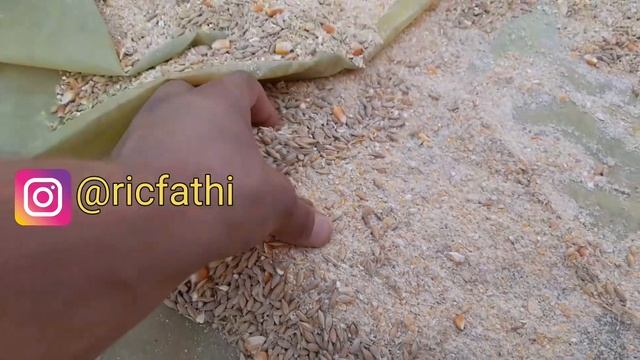 استراتيجية فعالة للحصول?✅️ على دجاج بياض جودة عالية في فترة قصيرة✅️تربية الدجاج البلدي_دجاج الفيومي смотреть онлайн