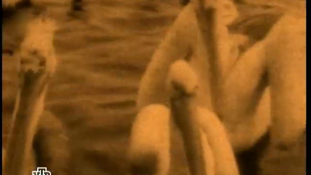 Калинин,история жизни и карьеры .От лакея при барине до одного из лидеров Большевиков . смотреть онлайн