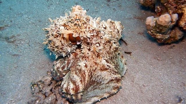 Осьминог меняет цвет | Octopus changes color смотреть онлайн