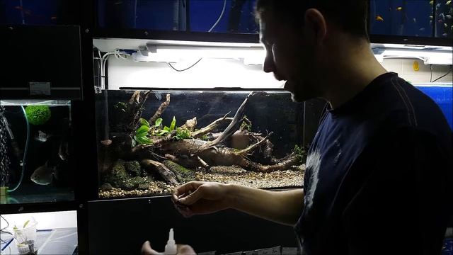 Запуск природного аквариум в азиатском стиле смотреть онлайн