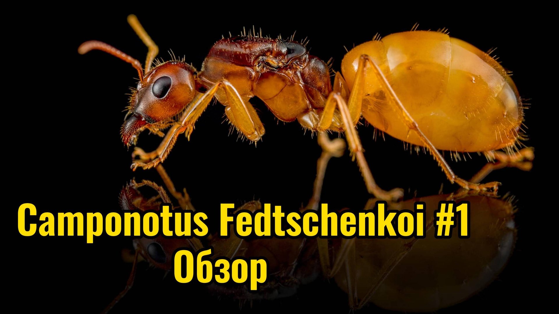 Муравьиная ферма. Camponotus Fedtschenkoi #1. Обзор