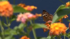 Песня "Сорвала я цветок полевой" в исполнении Людмилы Ганичевой (Колчиной)
