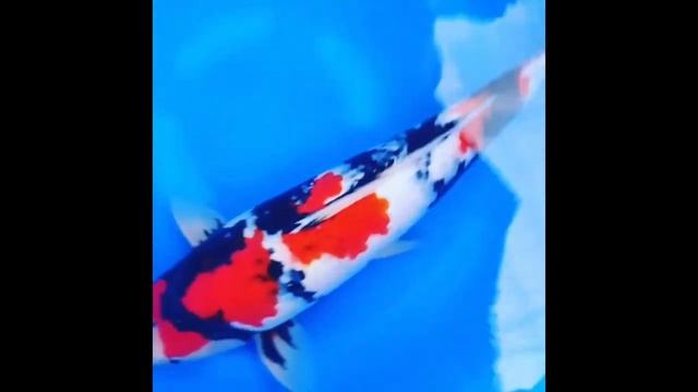 Новинки 3 - декоративные карпы Кои смотреть онлайн