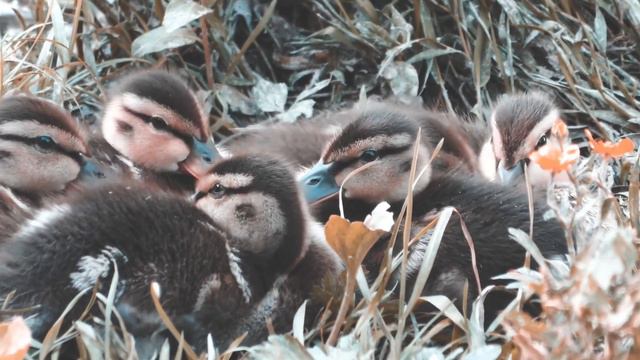 Прогулка по реке Салгир смотреть онлайн