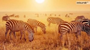 Разнообразие природы Африки | География 7 класс #24 | Инфоурок