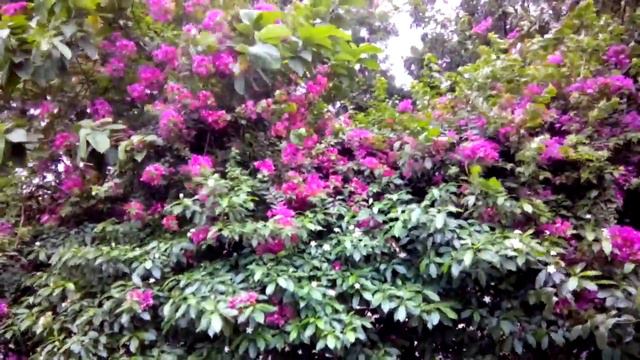 buganvilia flower смотреть онлайн
