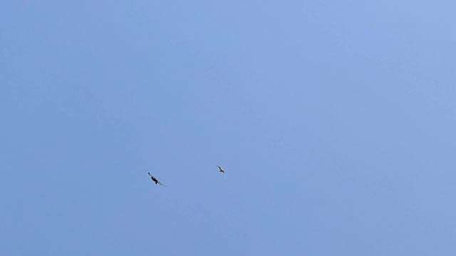 falcon attack on pigeon | falcon almost caught someone's pigeon | Indian black shaheen смотреть онлайн