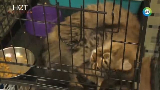 Почему стоит отдавать животных на передержку? Репортаж прямо из гостиницы для животных смотреть онлайн