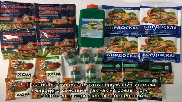 Эффективное выращивание персика