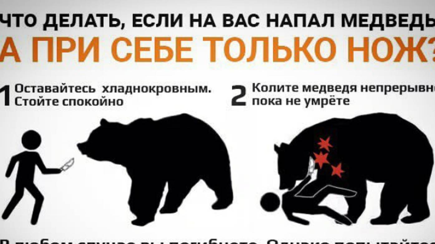 Безопасность при встрече с медведем смотреть онлайн