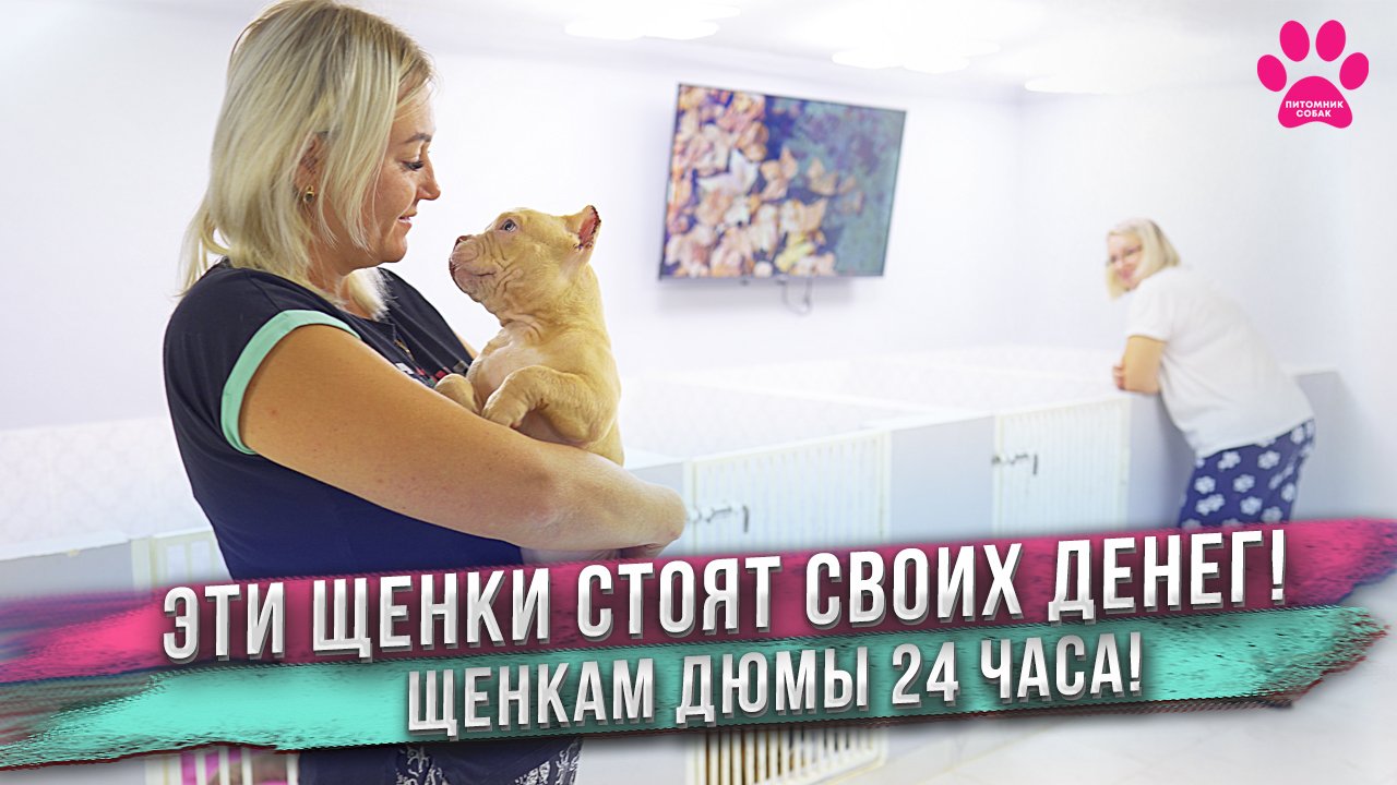 Самые дорогие щенки! Первые 24 часа жизни щенков! Приняла ли их мать? смотреть онлайн