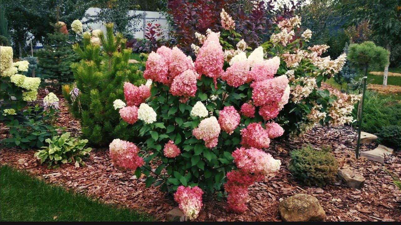 Сад редких хвойных на 01.10.2023гПересадила ели! Обрезала можжевельники и Новиночка в моём саду! смотреть онлайн