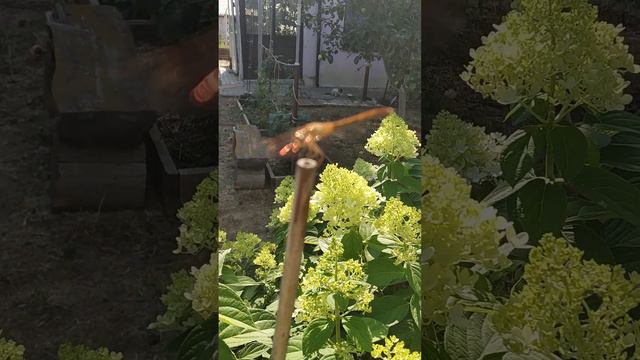 золотая стрекоза #стрекоза смотреть онлайн