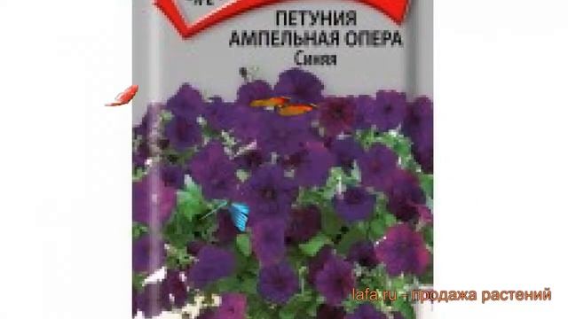 Петуния ампельная Опера Синяя (opera sinyaya) ? обзор: как сажать, семена петунии Опера Синяя смотреть онлайн
