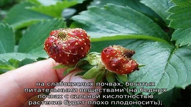 Клубника Кардинал смотреть онлайн