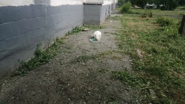СЛЕДУЮ ЗА КОТОМ — КУДА ОН МЕНЯ ПРИВЕДЕТ смотреть онлайн
