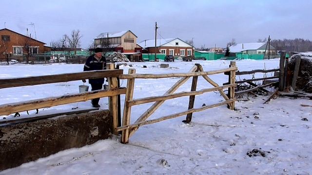 Какой секрет в рационе кормления быков на откорме у Бажениты смотреть онлайн