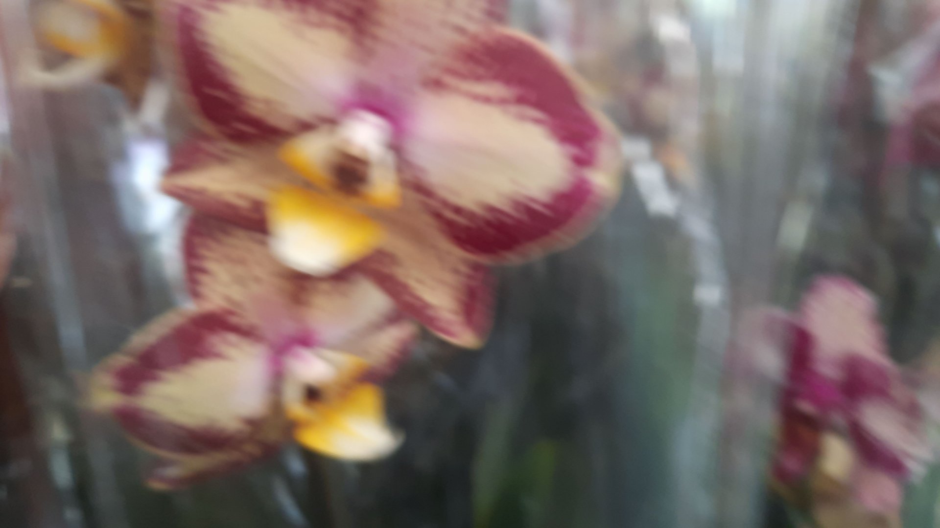 НОВЫЕ ЦВЕТЫ В ОРХИДЕЕ //07. 04 .24// смотреть онлайн