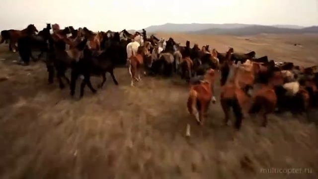Съемки лошадей с коптера. смотреть онлайн