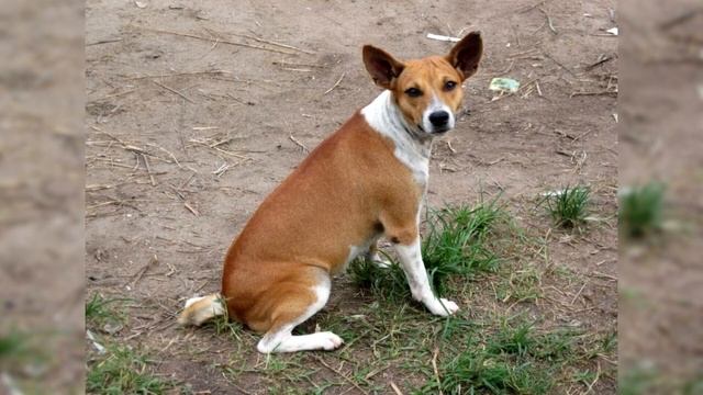 Басенджи. Плюсы и минусы, Цена, Как выбрать, Факты, Уход, История